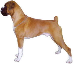 boxer hund